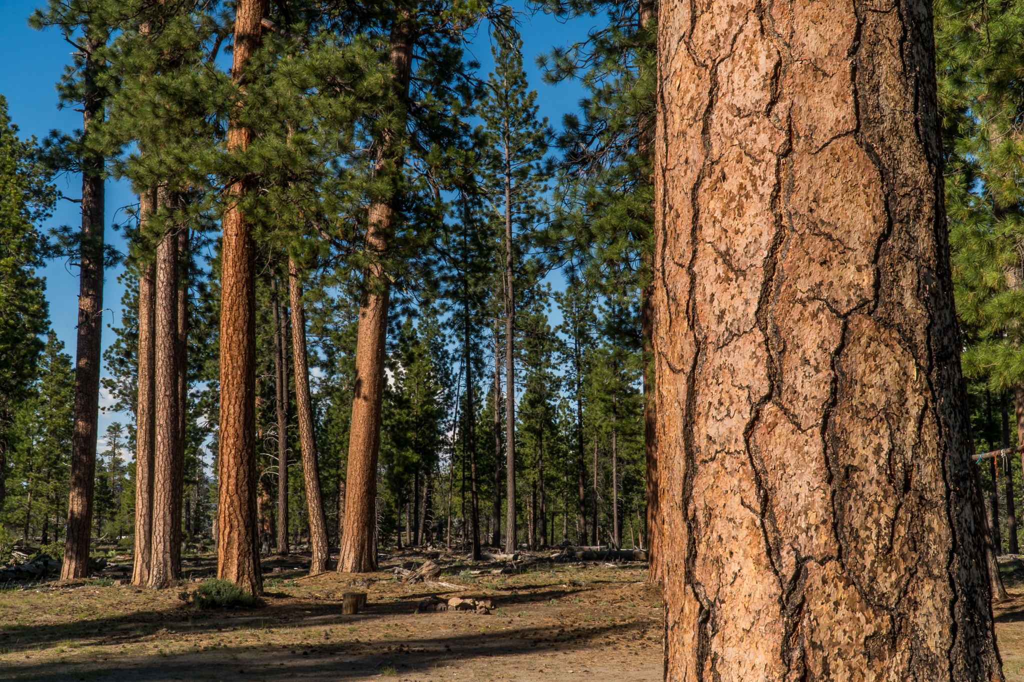 old growth ponderosa pine
